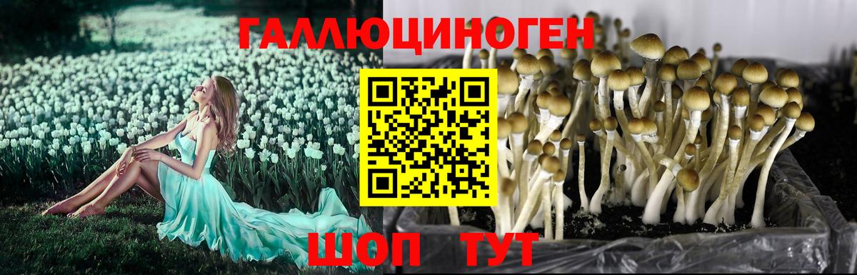 Галлюциногенные грибы GOLDEN TEACHER Долгопрудный